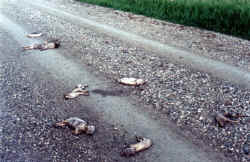 � Hogwatch Manitoba -- Used with Permission